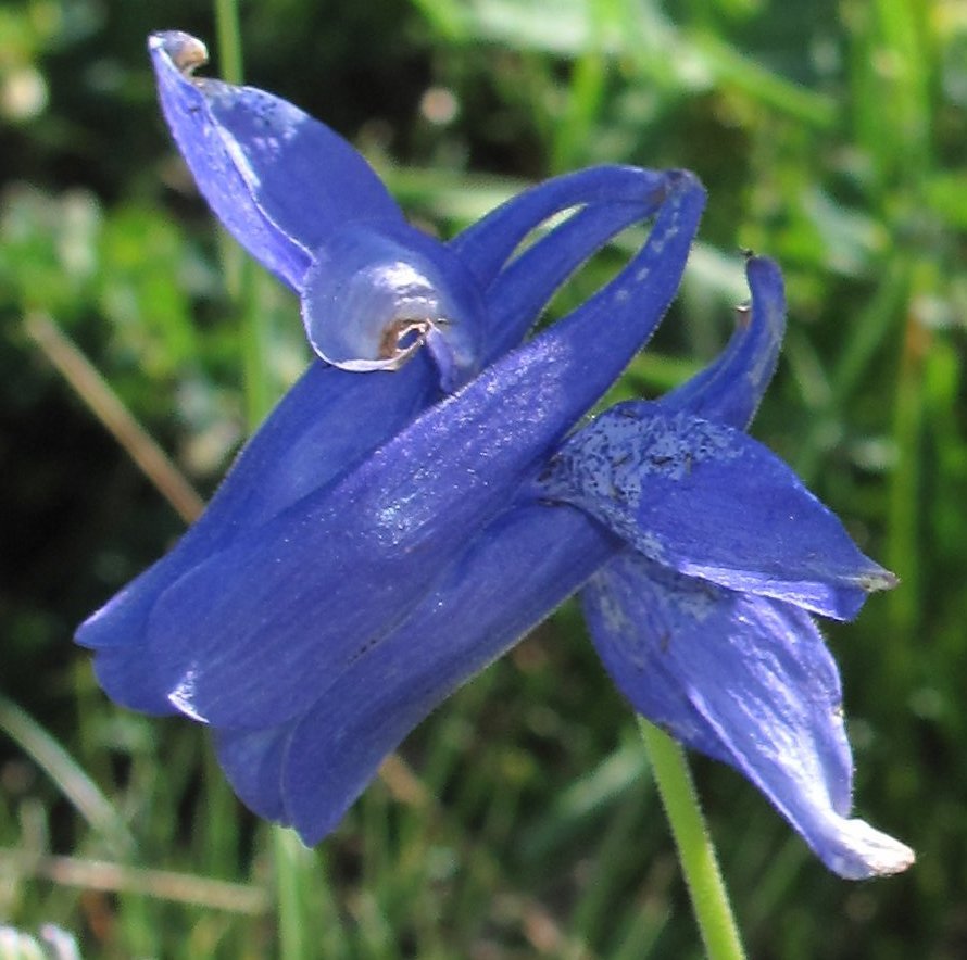 Aquilegia alpina
